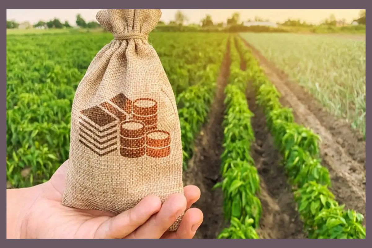 Andhra Pradesh Farmers: ఆంధ్రప్రదేశ్‌లో సంక్రాంతి తర్వాత మిర్చి, వేరుశెనగ ధరలు రికార్డు స్థాయికి చేరాయి. ఈ పంటలకు మంచి ధరలు పలుకుతున్నాయి